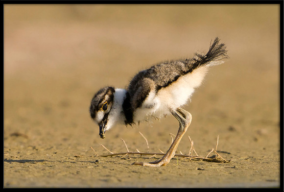 Killdeer Chick