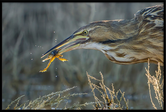 American Bittern Catches A Frog