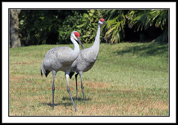 Sandhill Cranes