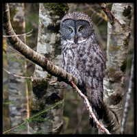 Great Grey Owl