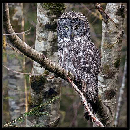 Great Grey Owl