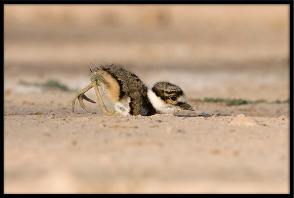 Killdeer Chick