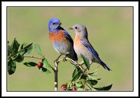 Mr. and Mrs. Western Bluebird