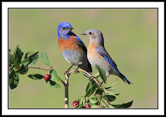Mr. and Mrs. Western Bluebird
