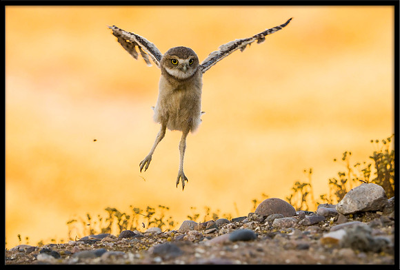 Burrowing Owlet