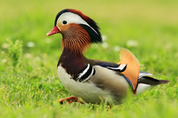 Mandarin Duck
