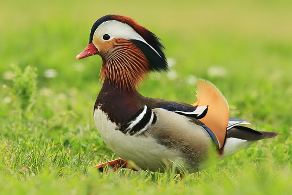 Mandarin Duck