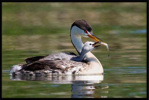 Western Grebe feeding time