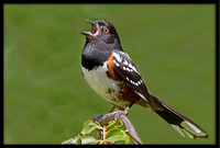 Spotted Towhee