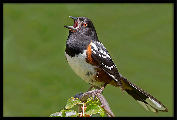 Spotted Towhee