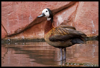 White-faced Whistling Duck