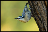 Red-breasted Nuthatch