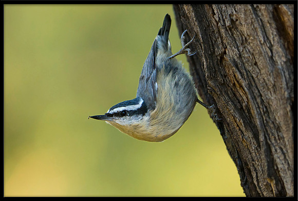 Red-breasted Nuthatch