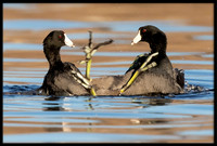 Coot Fight
