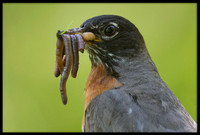 American Robin
