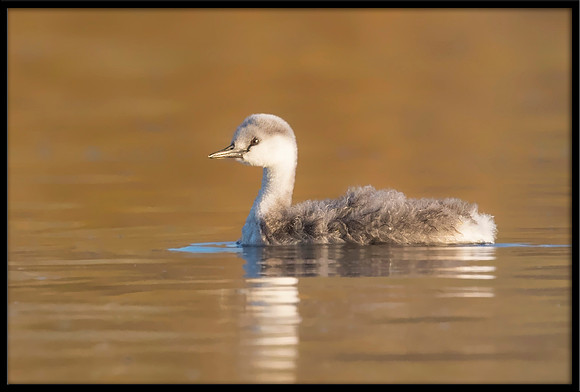 Western Grebe Chick