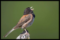 Dark-eyed Junco