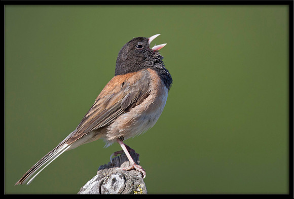 Dark-eyed Junco