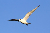 Least Tern