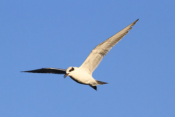 Least Tern