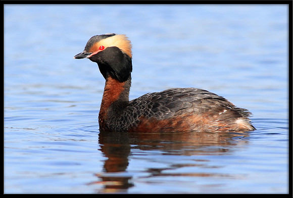 Horned Grebe
