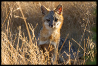 Grey Fox