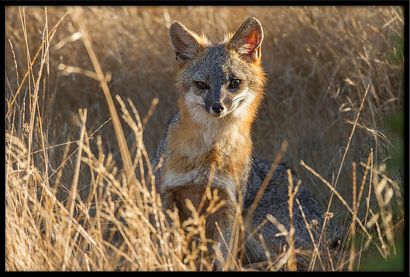 Grey Fox
