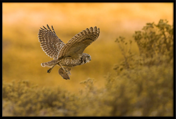 Burrowing Owl Catches Squirrel: 5 of 5