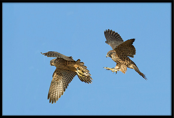 Peregrine Falcon chicks