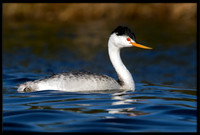 Clark's Grebe