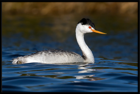 Clark's Grebe