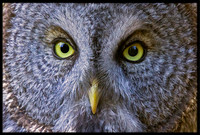 Great Grey Owl