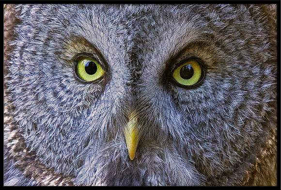Great Grey Owl