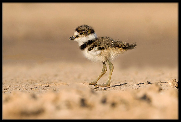 Killdeer Chick