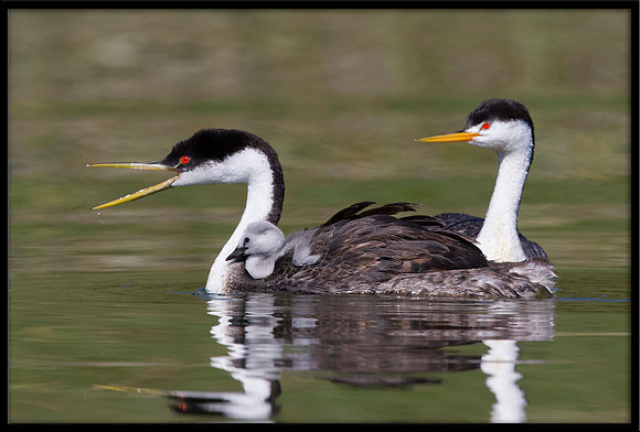 Clarks/Western Grebes