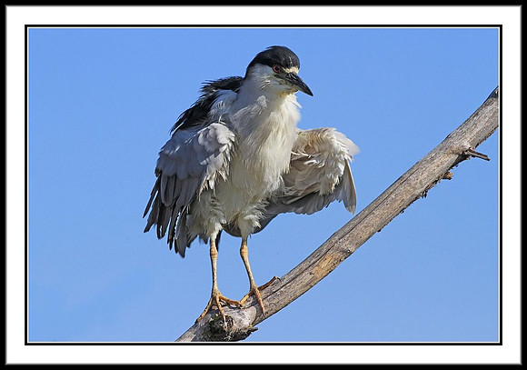 Black-crowned Night Heron shaking feathers