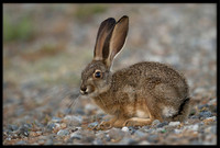 Jack Rabbit (Bunny)