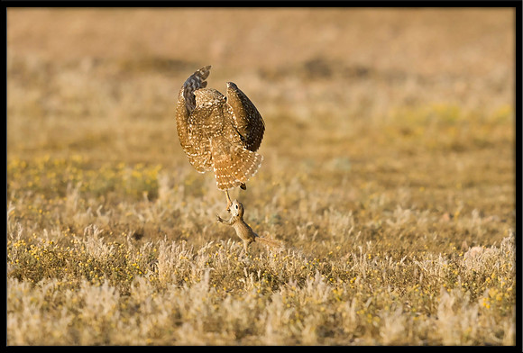 Burrowing Owl Catches Squirrel: 2 of 5