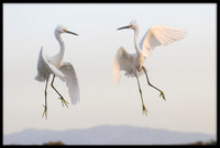 Snowy Egrets Fighting