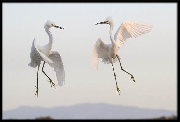 Snowy Egrets Fighting