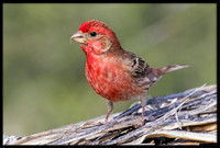 House Finch