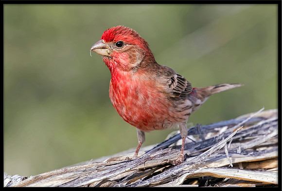 House Finch