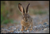 Jack Rabbit (Bunny)
