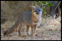 Grey Fox