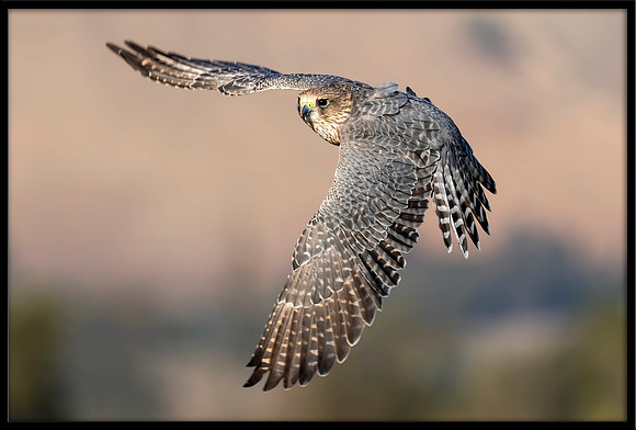 Gyrfalcon-Merlin Hybrid