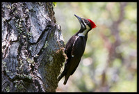 Pileated Woodpecker
