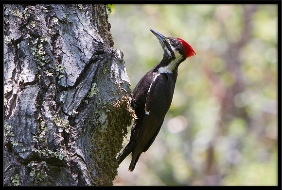 Pileated Woodpecker