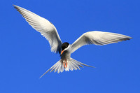 Terns