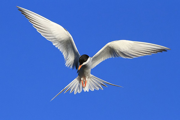 Forster's Tern