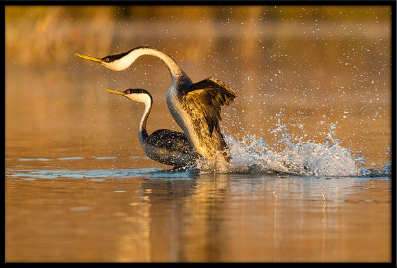Western Grebe Courtship Rush